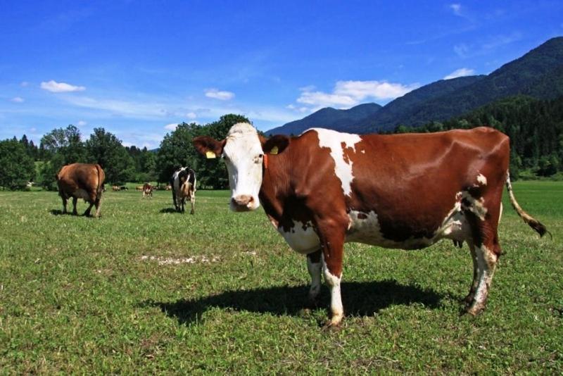 Farmhouse Soklic Bohinj Eksteriør bilde